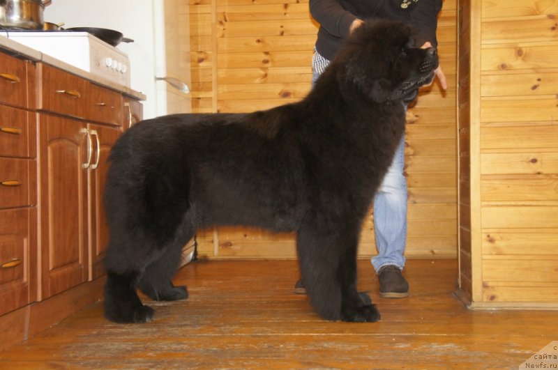 Фото: ньюфаундленд Smigar Love Story (Смигар Лав Стори)