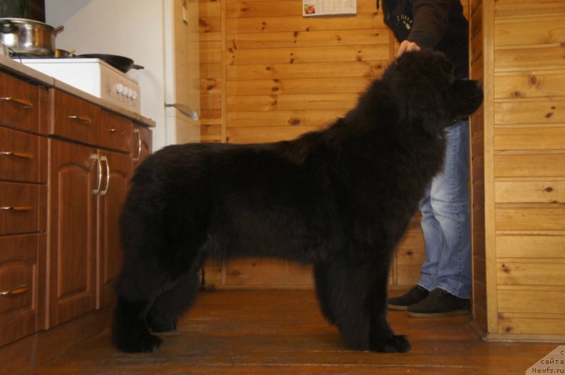 Фото: ньюфаундленд Smigar Love Story (Смигар Лав Стори)