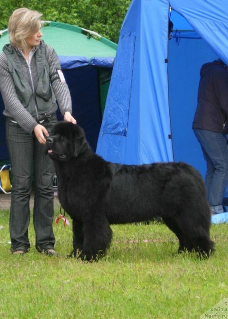 Фото: ньюфаундленд Skippers Only You for Smigar, хэндлер Марина Черепанова