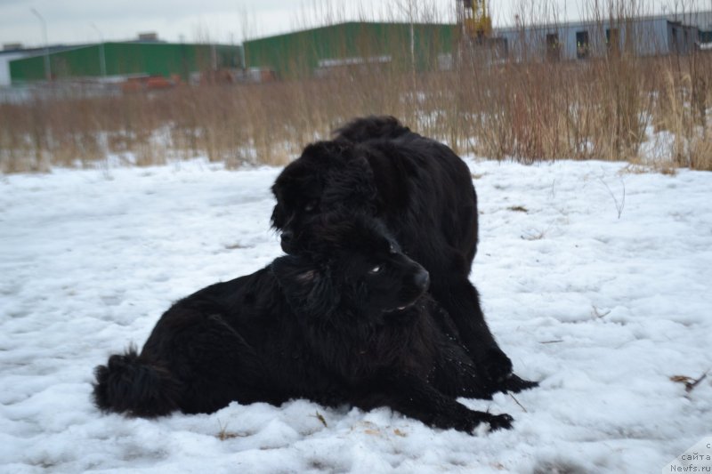 Фото: Мэджикал Оушен Жимолость, ньюфаундленд Myedjikal Oushen Evdokiya (Мэджикал Оушен Евдокия)
