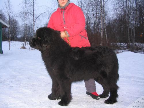 Фото: Chain Reaction King of Helluland 11 мес, родной брат, ньюфаундленд King of Helluland Choose Me (King of Helluland Choose Me)