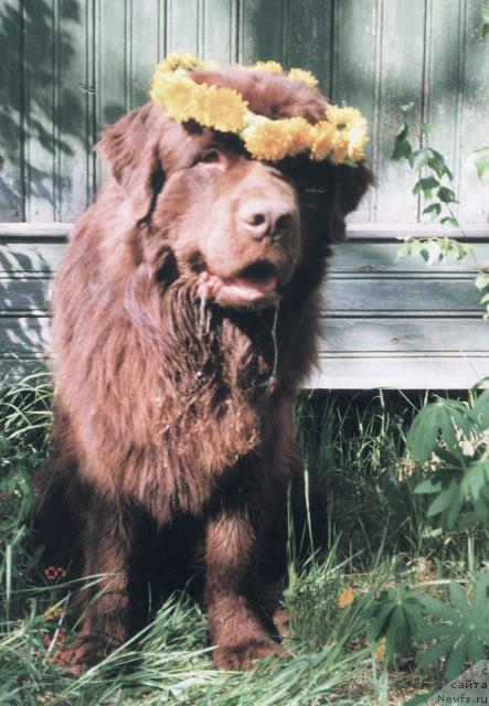 Фото: ньюфаундленд Smigar Afanasiy (Смигар Афанасий)