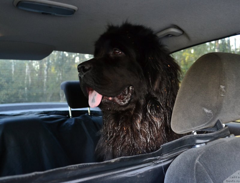 Фото: ньюфаундленд Myedjikal Oushen Evdokiya (Мэджикал Оушен Евдокия)