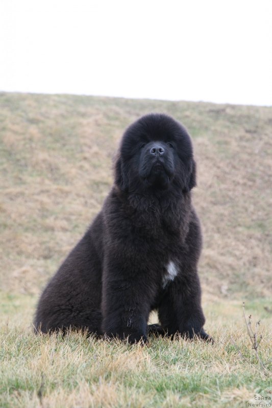 Фото: ньюфаундленд Guliver Moon Bear