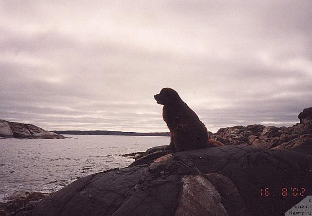 Фото: ньюфаундленд Smigar Afanasiy (Смигар Афанасий)