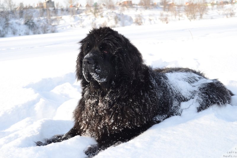 Фото: Мэджикал Оушен Жимолость