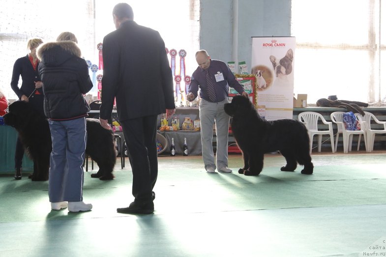 Фото: ньюфаундленд Plushevaya Panda Centre Stage (Плюшевая Панда Центре Стаге), ньюфаундленд Simbad Pokoritel' Morey (Симбад Покоритель Морей)