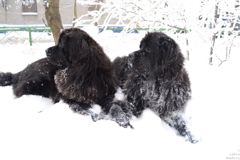Фото: Мэджикал Оушен Жимолость, ньюфаундленд Myedjikal Oushen Evdokiya (Мэджикал Оушен Евдокия)