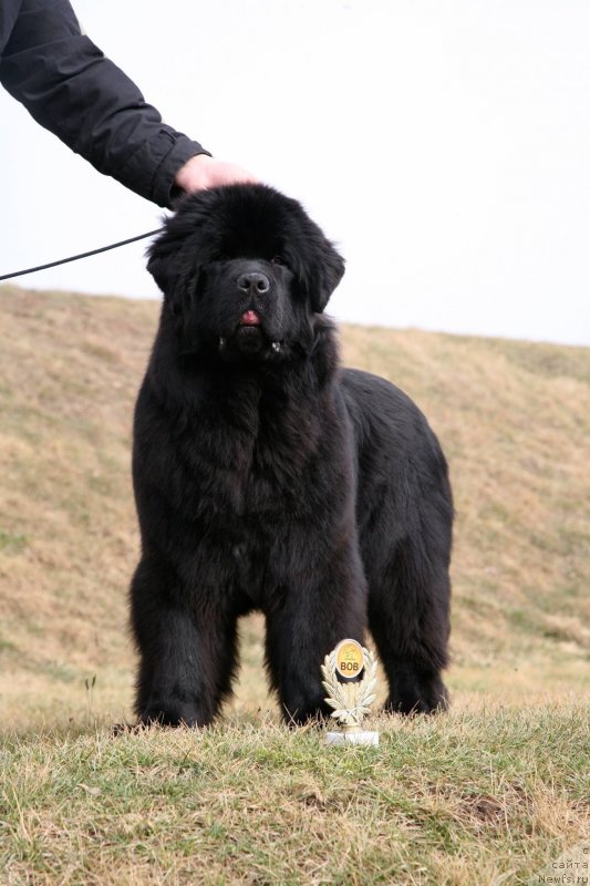 Фото: ньюфаундленд The Most Beautiful Dark New Wave