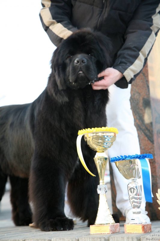 Фото: ньюфаундленд The Most Beautiful Dark New Wave