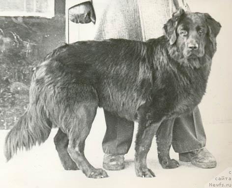 Фото: ньюфаундленд Byerri YUn (Бэрри Юн)