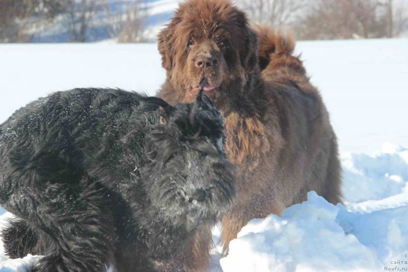 Фото: ньюфаундленд Barhatka Roskoshnaya (Бархатка Роскошная)