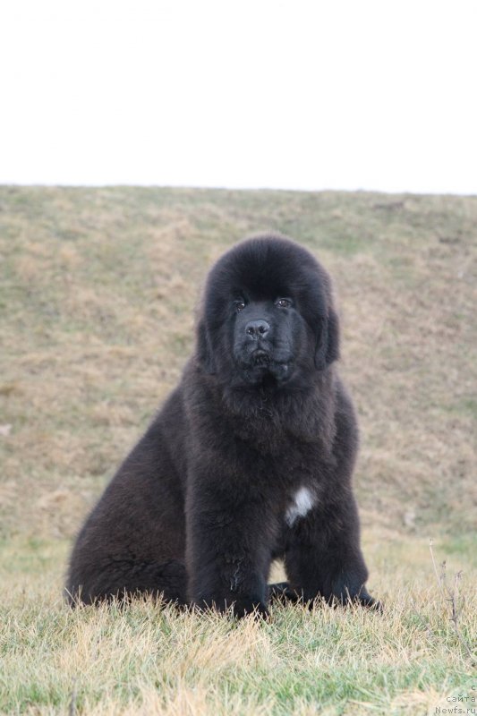 Фото: ньюфаундленд Guliver Moon Bear