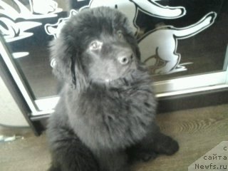 Фото: ньюфаундленд Eho Moskvy s Berega Dona (Эхо Москвы с Берега Дона)