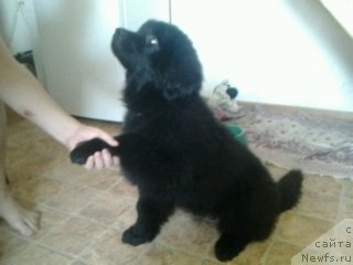 Фото: ньюфаундленд Eho Moskvy s Berega Dona (Эхо Москвы с Берега Дона)