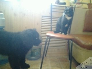 Фото: ньюфаундленд Eho Moskvy s Berega Dona (Эхо Москвы с Берега Дона)