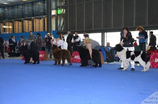 Фото: ньюфаундленд Chernaya Mafia Zebra Time (Черная Мафия Зебра Тиме)