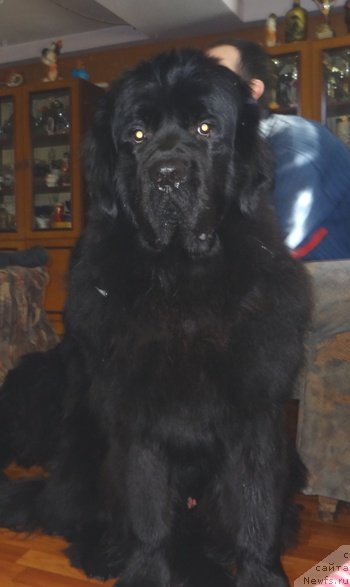 Фото: ньюфаундленд Vin Dizel' dlya N'yufort (Вин Дизель для Ньюфорт)