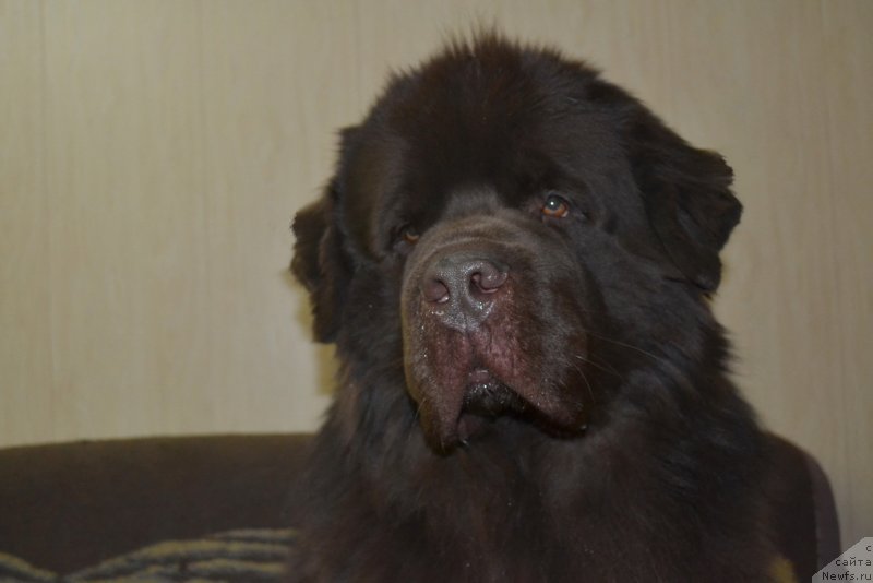 Фото: ньюфаундленд Aquatoriya Kelvin Riverdance (Акватория Келвин Риверданс)