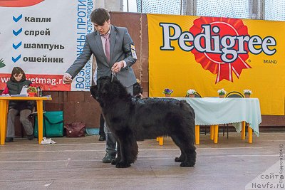 Фото: ньюфаундленд N'yufort SHampan' dlya Zlato Volmari (Ньюфорт Шампань для Злато Волмари), Vladimir Ignatenko (Владимир Игнатенко)