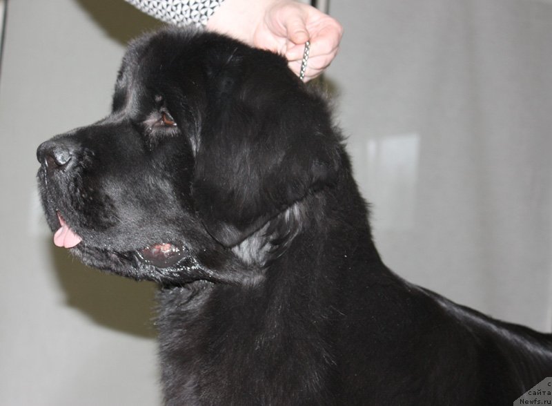 Фото: ньюфаундленд Beguschaya po Volnam Shade Color of Life (Бегущая по Волнам Шадэ Колор оф Лифе)