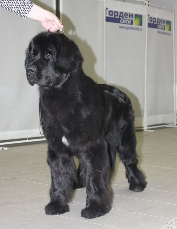 Фото: ньюфаундленд Beguschaya po Volnam Shade Color of Life (Бегущая по Волнам Шадэ Колор оф Лифе)