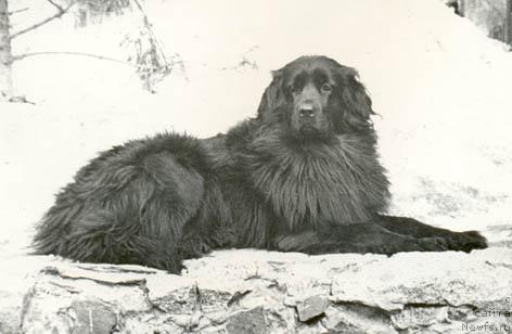 Фото: ньюфаундленд Djipsi Askrin (Джипси Аскрин)