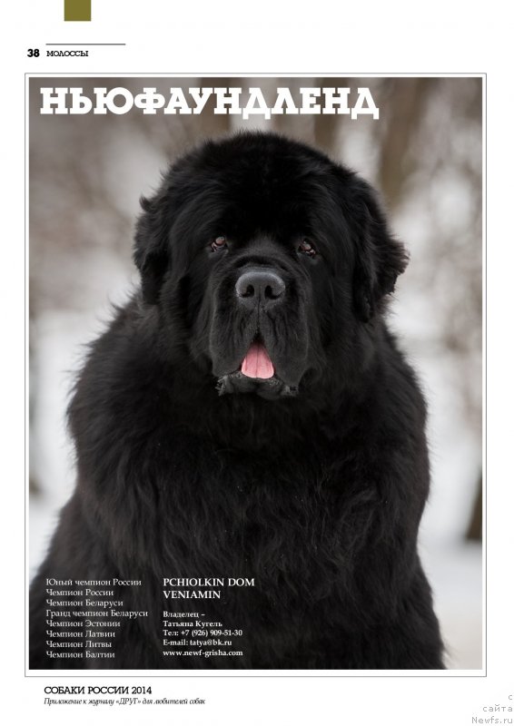 Фото: ньюфаундленд Pchiolkin Dom Veniamin (Пчёлкин Дом Вениамин)