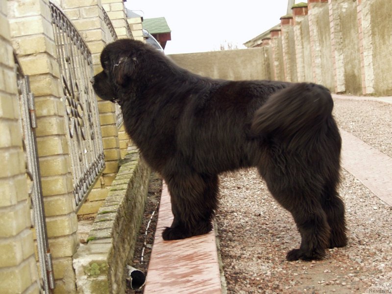 Фотография № 148010