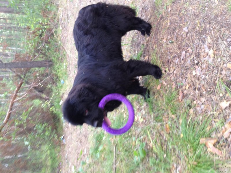 Фото: ньюфаундленд Super Premium Metel' (Супер Премиум Метель)