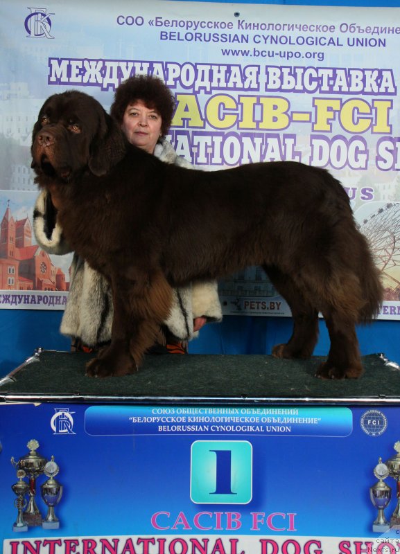 Фото: ньюфаундленд Charli The Best Helfi Pel (Чарли Де Бест Хелфи Пэл)