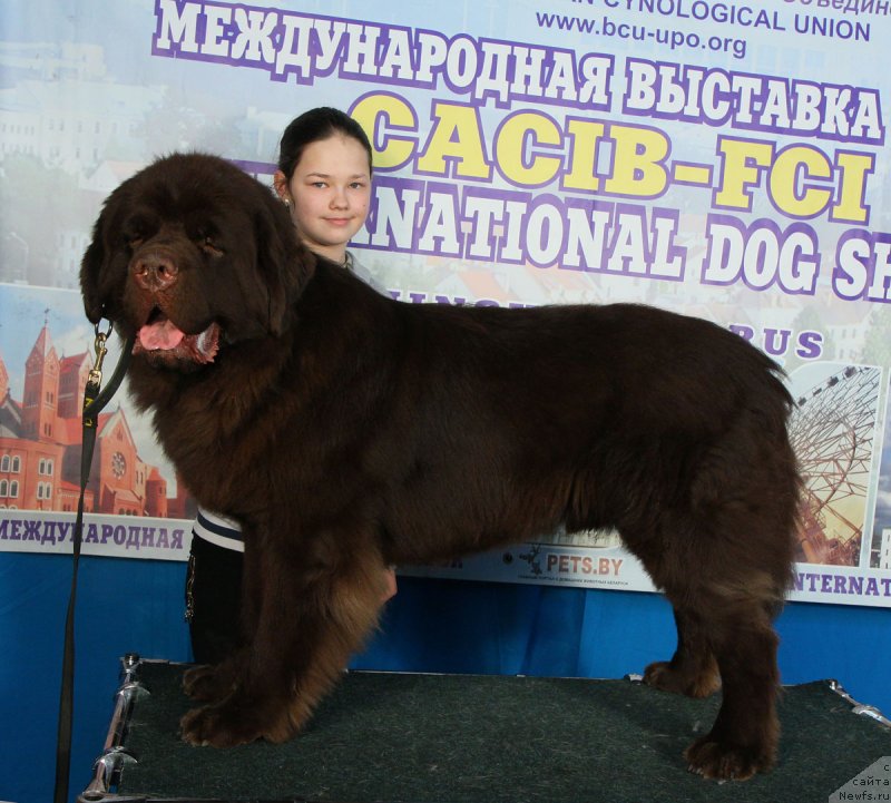 Фото: ньюфаундленд Charmer Denkam Bronze (Чармер Денкам Бронз), Маша
