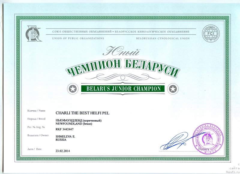 Фото: ньюфаундленд Charli The Best Helfi Pel (Чарли Де Бест Хелфи Пэл)