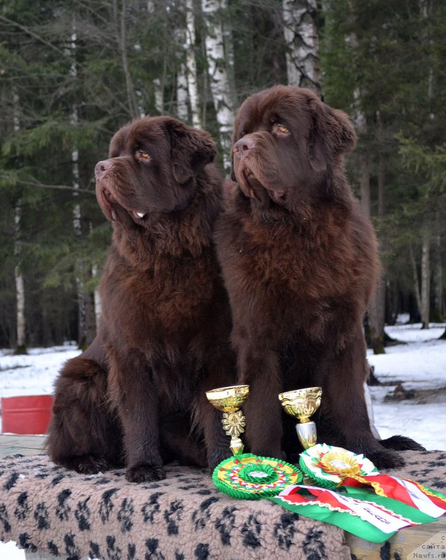 Фото: ньюфаундленд Charmer Denkam Bronze (Чармер Денкам Бронз), ньюфаундленд Charli The Best Helfi Pel (Чарли Де Бест Хелфи Пэл)
