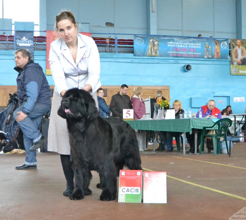 Фото: ньюфаундленд Piece of Sweetheart Midnight Bear, Anastasiya Zalivako (Анастасия Заливако)