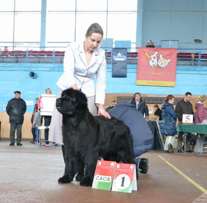 Фото: ньюфаундленд Piece of Sweetheart Midnight Bear, Anastasiya Zalivako (Анастасия Заливако)