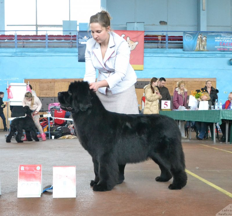 Фото: ньюфаундленд Newflame of Love Midnight Bear, Anastasiya Zalivako (Анастасия Заливако)