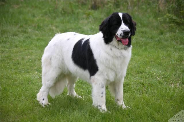 Фото: ньюфаундленд SHedou iz Unikal'noy Kollekcii (Шедоу из Уникальной Коллекции)