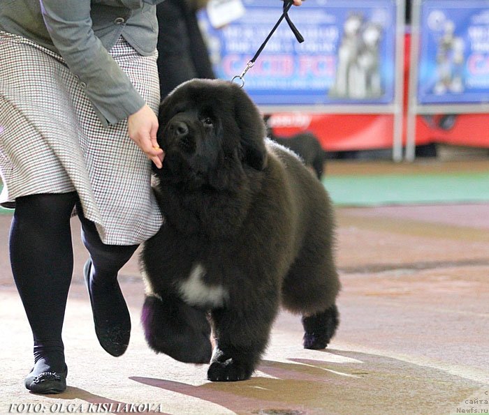 Фотография № 148048