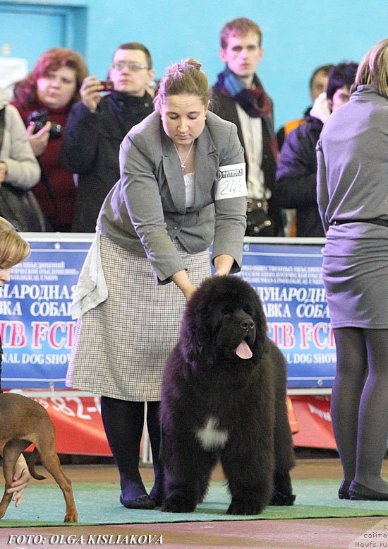 Фото: Anastasiya Zalivako (Анастасия Заливако), ньюфаундленд Remember Whoyouare Midnight Bear