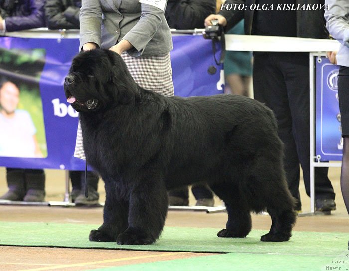 Фото: ньюфаундленд Inflame My Heart Midnight Bear, Anastasiya Zalivako (Анастасия Заливако)