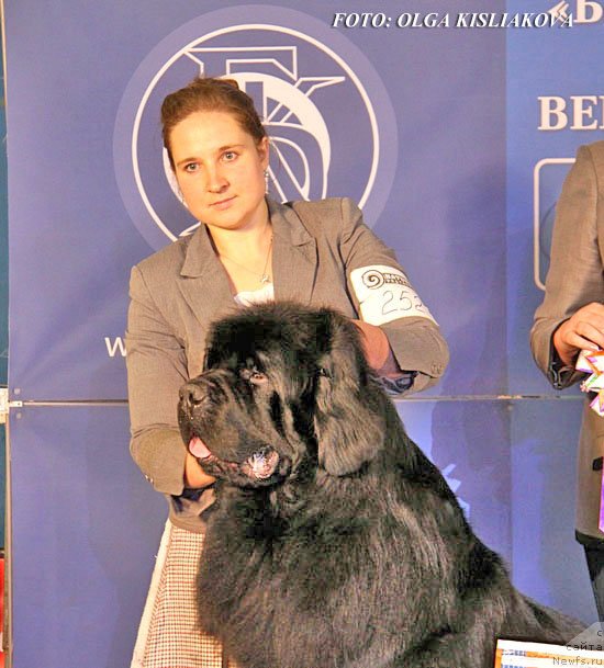 Фото: ньюфаундленд Inflame My Heart Midnight Bear, Anastasiya Zalivako (Анастасия Заливако)