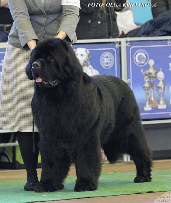 Фото: ньюфаундленд Inflame My Heart Midnight Bear, Anastasiya Zalivako (Анастасия Заливако)