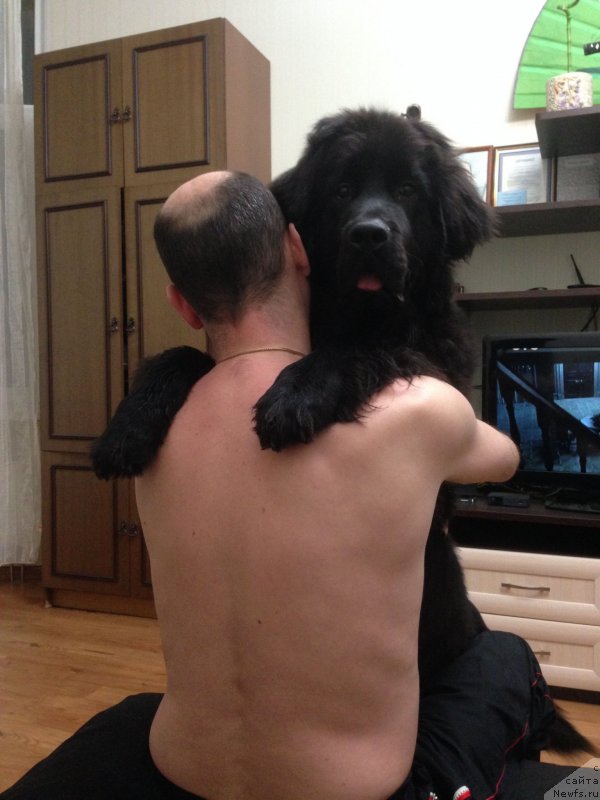 Фото: ньюфаундленд CHernyiy Balu Djons (Черный Балу Джонс)