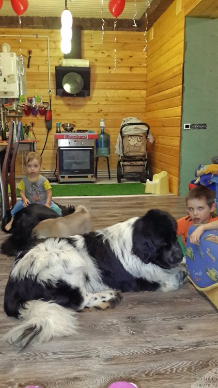 Фото: ньюфаундленд Ih Vyisochestvo Vladlena Madjiks (Их Высочество Владлена Маджикс), ньюфаундленд Super Bizon Ekaterinburg (Супер Бизон Екатеринбург)