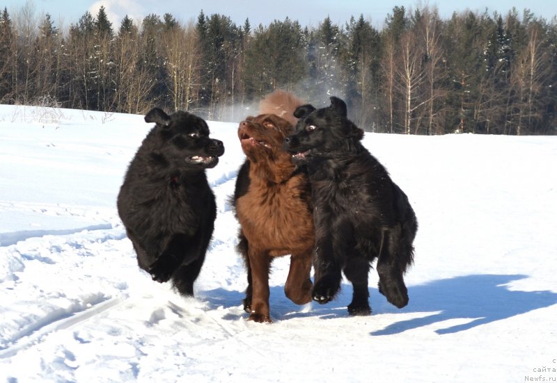 Фото: ньюфаундленд Dar Svezy So it Shell Be (Дар Свезы Со Ит Шелл Би), ньюфаундленд Sverkayuzhaya Gora Mashame (Сверкающая Гора Машаме), ньюфаундленд Piternyuf Ideas For Life (Питерньюф Идеас Фор Лифе)
