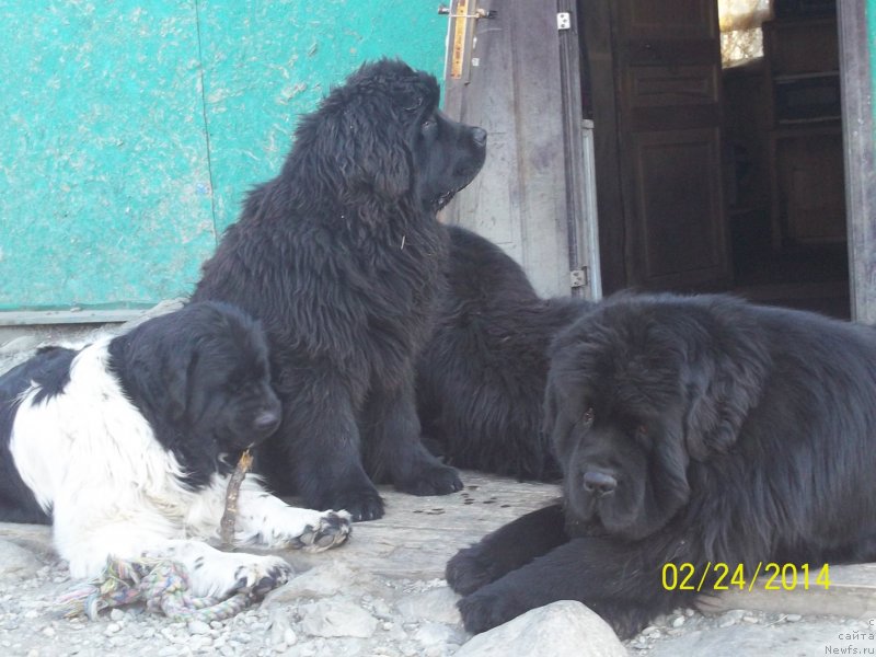 Фото: ньюфаундленд Super Premium Litoniel Vallaninor (Супер Премиум Литониэль Валланинор), ньюфаундленд Super Premium Mikado (Супер Премиум Микадо), ньюфаундленд Super Premium Nao Del Trato (Супер Премиум Нао Дел Трато)