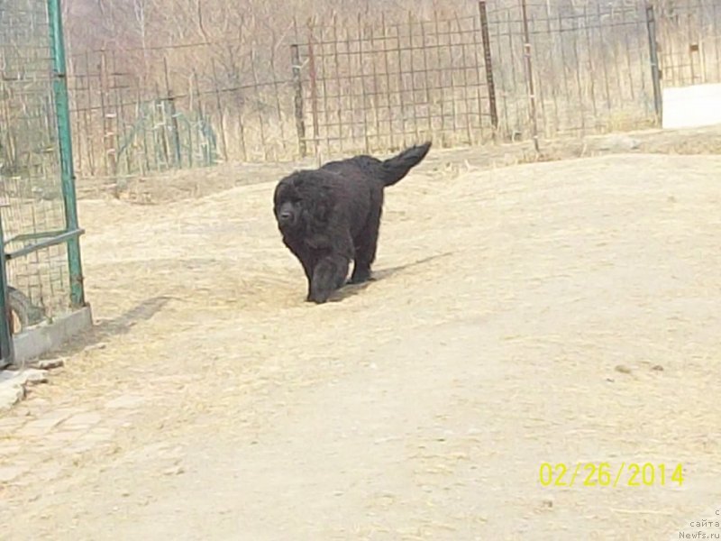 Фото: ньюфаундленд Super Premium Nao Del Trato (Супер Премиум Нао Дел Трато)