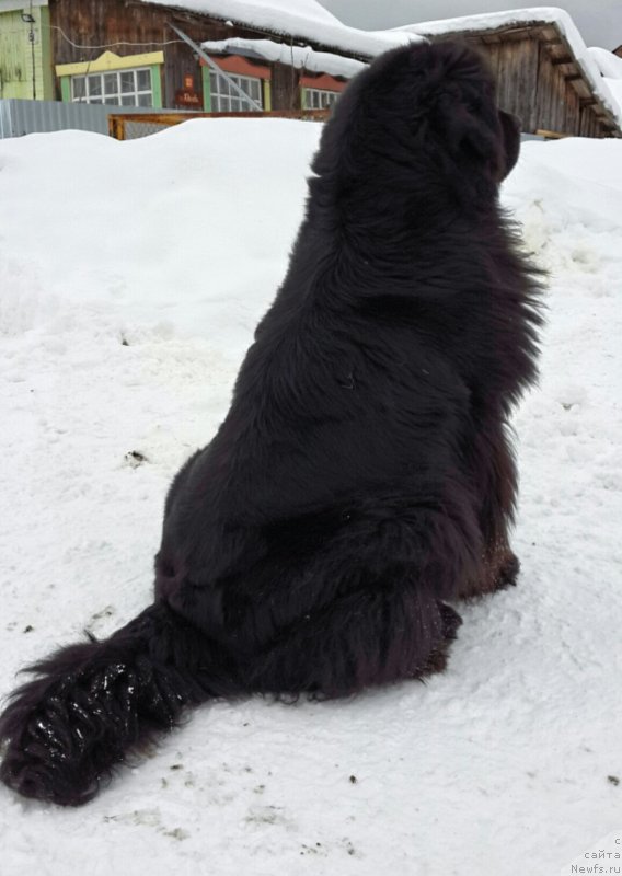 Фото: ньюфаундленд Ih Vyisochestvo Vladlena Madjiks (Их Высочество Владлена Маджикс)