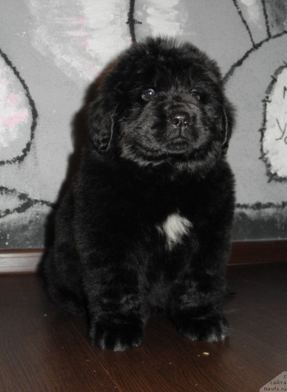 Фотография № 148121